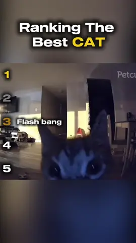 The Funniest Cat 😂 #fyp #ranking #cat #funnytiktok 