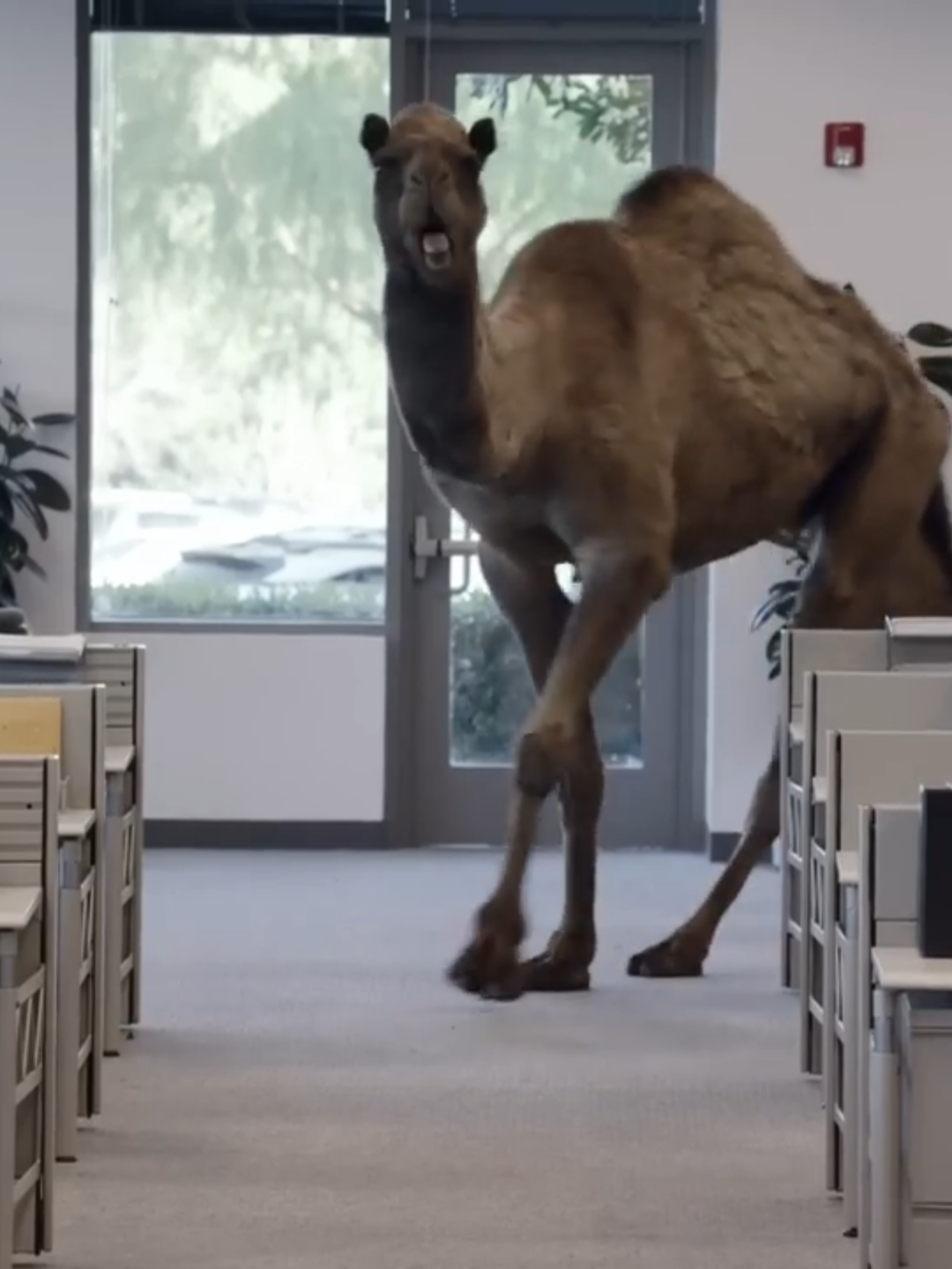 Guess what day it is... IYKYK #backinthedayshow #90s #2000s #humpday #camel #commercials #classic #vintage #foryou #fyp #viral