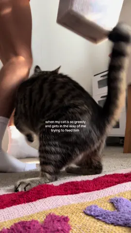 he acting like he ain’t ate in DAYS😭 #cat #catsoftiktok #cats #catlover #cattok #tabbycat #tabbycatsoftiktok #catmom #catmomlife #catmomsoftiktok 