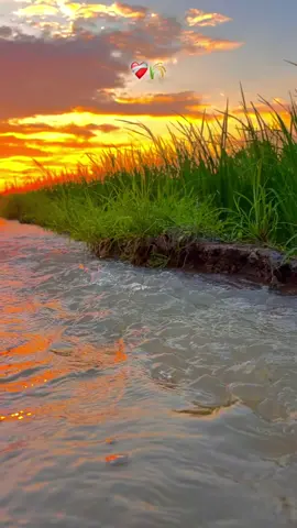 #🍂میرا-سونا_ پنڈ_لنگے-ضلع -سیالکوٹ🌅🍃🌾❤️#shabanhaider1000✅🌱 #foryoupage #unfrezzmyaccount 