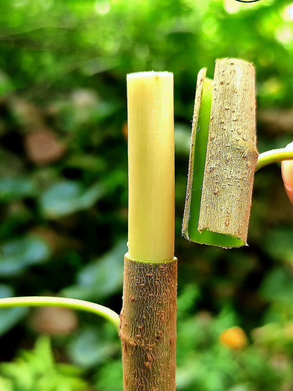 Plants Grafting Techniques #agriculture #fyp #viral #DIY #foryoupage❤️❤️ 