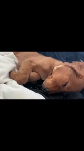 She may be small but she’s helping to heal a big hole left by JJ #lucythegolden #puppysnuggles #loveher 