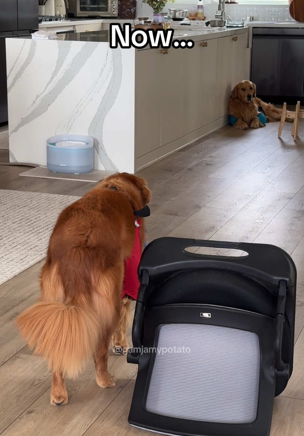 Some things never change 🥺 #goldenretriever #doglover #pets #trending #fyp