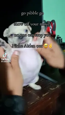 pibble is showing off his moves #pibble #puppy #fyp #foryou #fyppppppppppppppppppppppp 