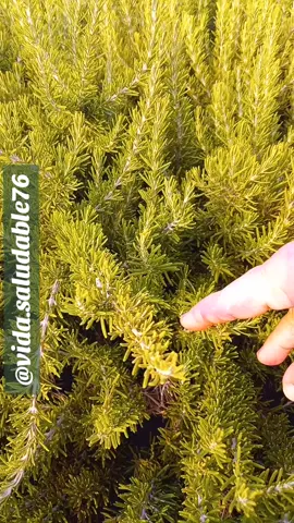 #romero #te #infusion #natural #saludable 