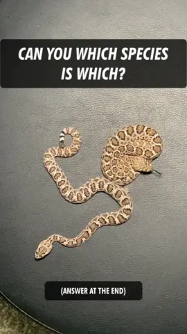 Which is which? Here's a side-by-side comparison of two species of rattlesnakes that are often confused with one another. It's baby rattlesnake season right now!