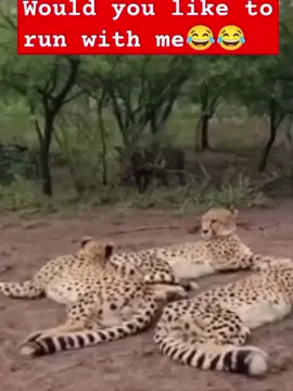 warthog engine car bmw200cc supreme elite circuit racing machine 😂😂#unitedstates #warthog #animals #loveranimal #adventure @TikTok Trends @CapCut @Wild Clash Zone @American Beast World 🌎 