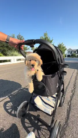 Finn did so good on his first neighborhood walk!🐶💙✨ I’ve posted everything we’ve gotten him from Amazon on my storefront in my bio! You can also shop via link here https://amzn.to/4fUf7qe #goldenretrieverpuppy #puppy #amazonfinds #foryoupage #Vlog 