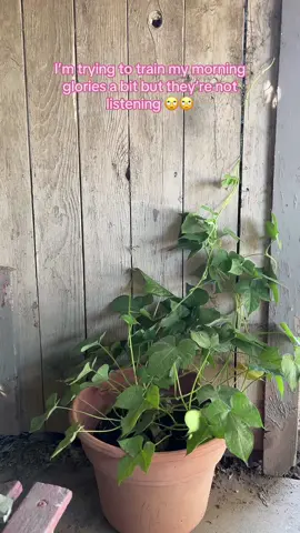 Like just grow and grow and be strong and healthy and grow and bloom and just idk pop off I guess 🥺 #flowers #morningglory 