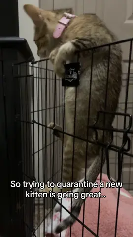 She just wanted to see why there is hairless creatures in her new home 😹 #fyp #liveincentiveprogram #funnycats #catsoftiktok #cat  