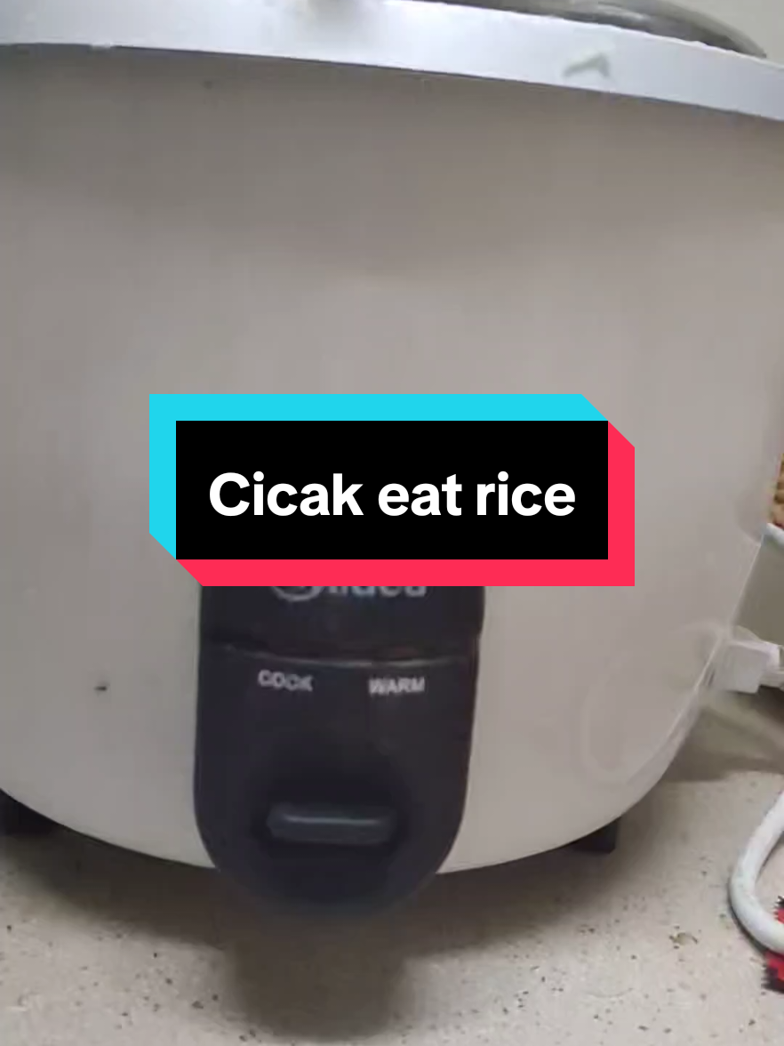 cicak makan nasi haha #cicakcicakdidinding 