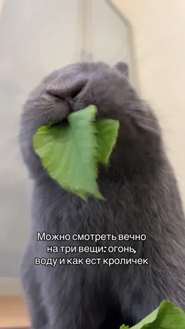 #кролик #rabbit #кролики #кролик🐰 #нямням 