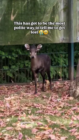He was really trying to intimidate me.. 😭🥺😅 This is a male Tufted Deer, a close relative of the Muntjac. 🦌 This small deer from central China and northeastern Myanmar is known for its tuft of black hair on its forehead. Like Muntjacs, the males have canines that resemble fangs. 🦷 I had to pay him a short visit today, but after a few minutes, we left him in peace again. Even though this behavior looks cute or even funny, you have to take it seriously and respect any animal and its space - no matter their size. 💚🐾 #animallover #wildplanet #tufteddeer #deer #asiananimals 