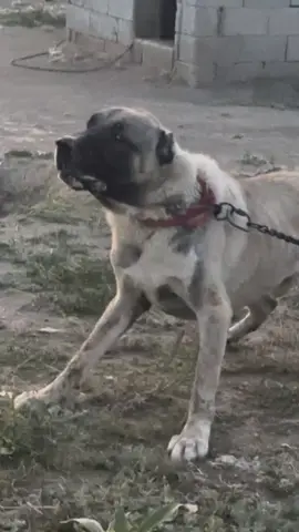 #capar #kangal #kangalsevenler #hayvansevgisi #keşfetteyizzz 