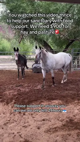 You watched this video thrice to help our sanctuary with food support. We need $900 for hay and pasture🚨#support #horsetok #sanctuary #fyp #unitedstates 