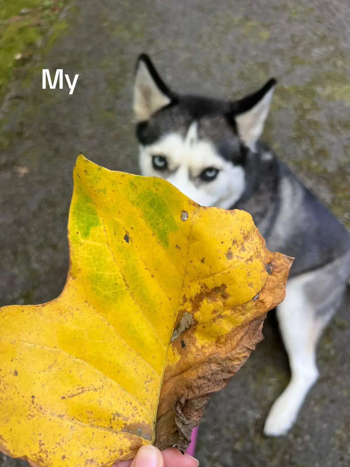 #fall #crispair #husky #souldog #huskysoftiktok 