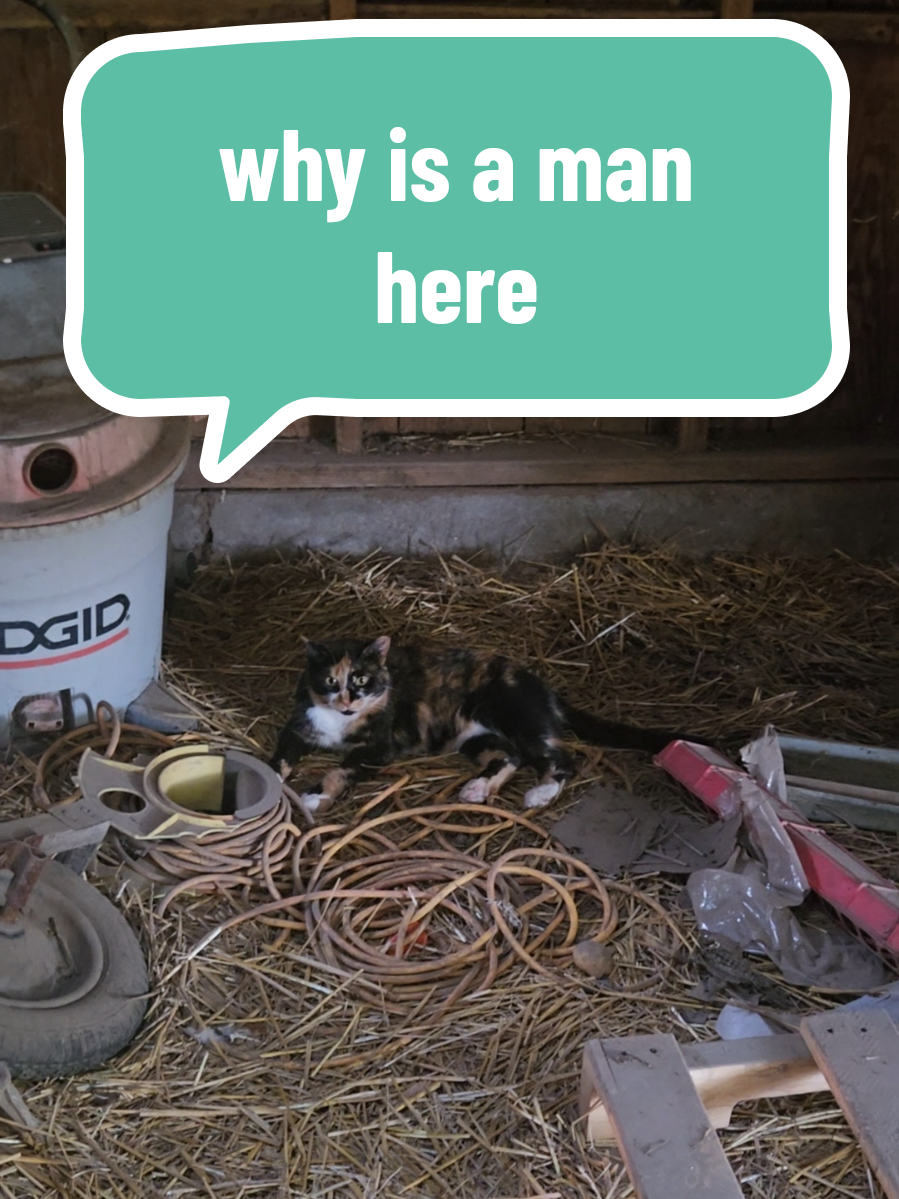 Wednesday said the vibes are officially ruined and shes going to unionize against him.  #womenowned #feminist #mojodojocasahouse #girlsrule #catsoftiktok 