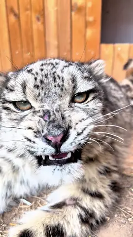 Is there a leopard language expert?#tiktok #fypシ #animals #snowleopard 