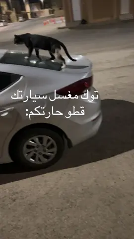 ماشاء الله عليه شفاط سيارتي وسيارته وحده  #قطط  #explore  #cat  #الشعب_الصيني_ماله_حل😂😂  #اكسبلور  