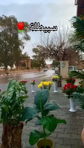 #سبيطلة_البيّة💚💛😍 #القصرين_الأرض_الحرشة_تونس🇹🇳_الجزائر🇩🇿 #creatorsearchinsights #fouryou #viral @djankel ❤️✌️ @djankel ❤️✌️ @djankel ❤️✌️ 