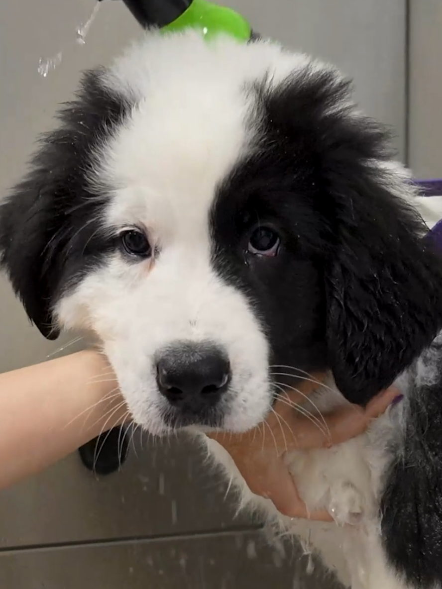 Fluffy and Fluffier 😍 #dogsoftiktok #fyp #viral #doglover 