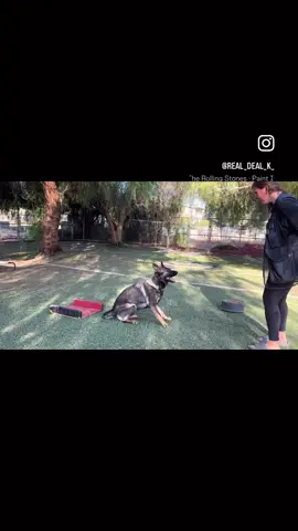 One of yesterdays sessions with Sitka #realdealdogtraining #germanshepherd #play 