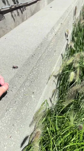 Replying to @Parzival windy days don’t do well for these bugs, the wind blows them and then they land on their back squirming 😭🤣 #fyp #spottedlanternflies #spottedlanternfly #invasive #invasivespecies 