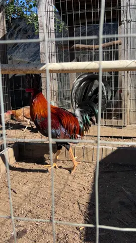 #gallos #paratii 
