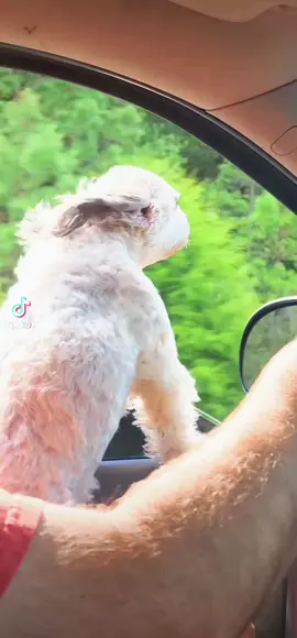 I can tell you right now a dog has a soul.. ❤️ #dogsoftiktok #dog #animals #mypageforyou #tiktok 