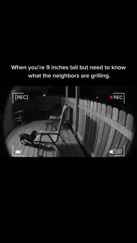 He really climbed into my yard… for a nap 😂 #sausagedog #dachshund  #funnydog #cctv #AlphaPaw 