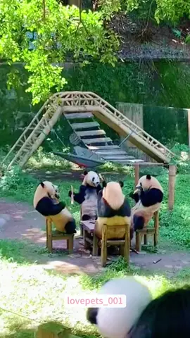 Funny Pandas.#panda🐼 #pandasoftiktok #pandalover #funny #foryou #funnyvideos #viral #usa #fypシ #funnymoments #funnytiktok #fyp #cute 