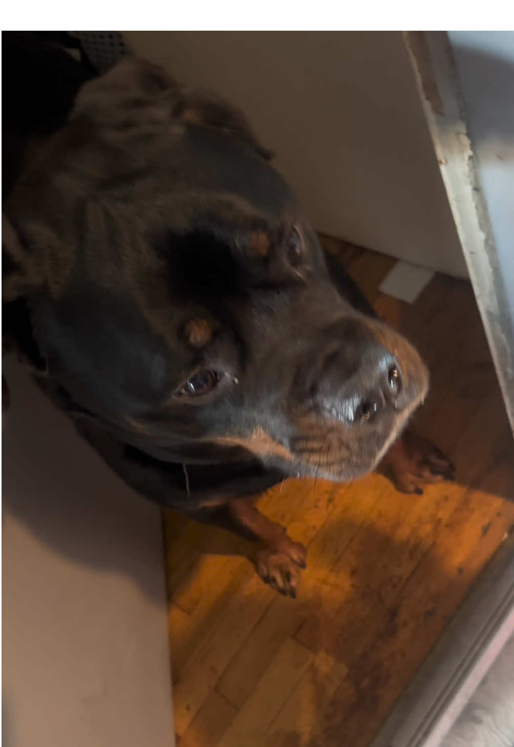 Replying to @BreaunaCarpenter quick update! #rottweiler #rottweilersoftiktok #PetsOfTikTok #dogsoftiktok #rottiesoftiktok 
