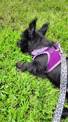 training her to roll over #scotty #puppy #myflow_goddess #viral 