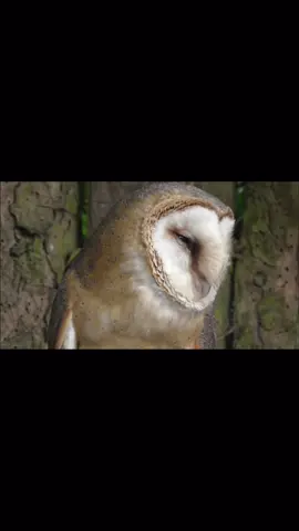 Barn owls my love 🦉🤎 #barnowls #bepatient #owls #animals #dinosaur