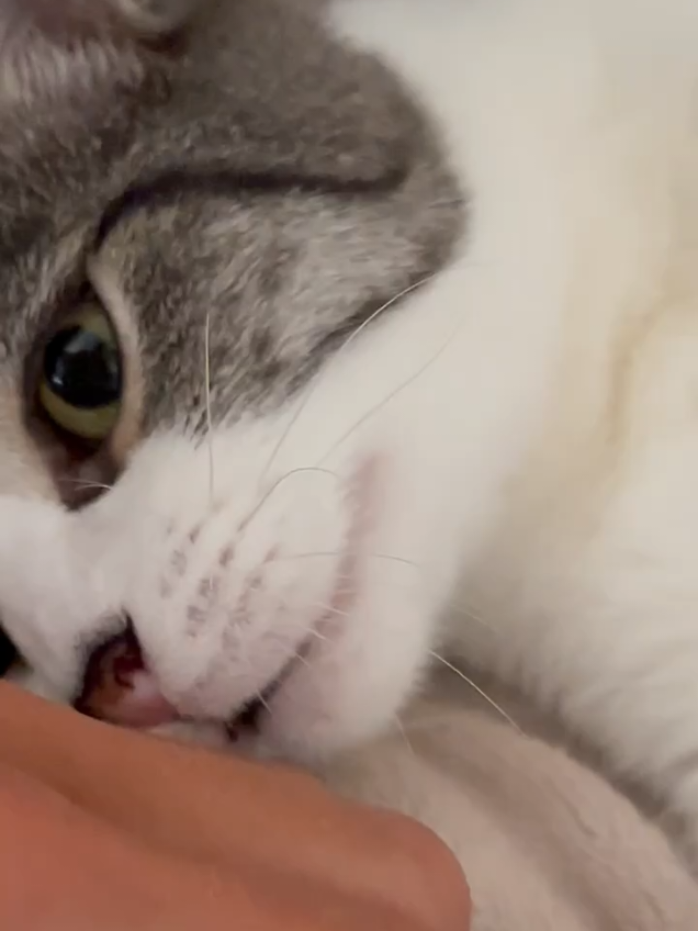 #милыекотики #котейки #рекомендациитиктока #котеечки #котики 