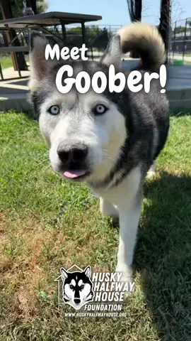 Meet Goober – estimated to be just over 7 years old, this handsome guy came to us from the Stanislaus Shelter in California over 800 days ago. Goober is a sweet, playful boy who loves his people, loves to play, and really, really loves food. But here’s the thing—sharing? Not his strong suit. Goober can be possessive over toys, food, treats, and sometimes even his space. Because of that, he’d do best as an only dog, or in a home where he’s fed separately and managed carefully. With the right structure and patience, though, this boy absolutely shines. Goober is super playful, always ready for attention, and happiest when he’s with his people—whether that’s out on an adventure or just hanging on the couch. He’s a medium-to-high energy boy, even in his older years, and he’ll thrive in a home where he can run off some energy, then cuddle right up with you afterward. “I’m Goober! I might not like to share my snacks or toys, but I’ll happily share my heart with you. Playtime, walks, couch cuddles—I’m all in, as long as it’s with my person.” 💙🐾 #huskyhalfwayhouse #adoptable #halfwayhuskyhighlight #AdoptDontShop #huskiesoftiktok 