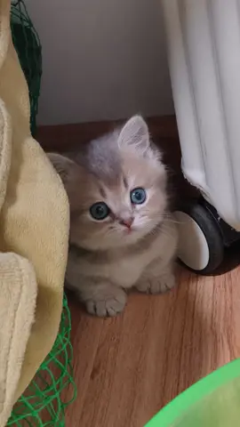 So cute.😊#kitten #cat 