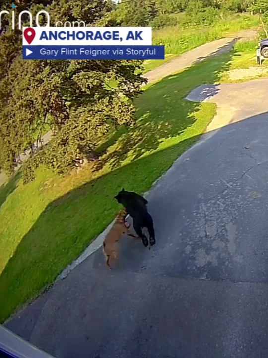 🐶🐻DOG VS. BEAR: A bear got quite the scare recently after it wandered into the garage of an Alaska home this summer. Learn more through the Related news link above. #bears#dogs#anchorage#alaska#foxweather