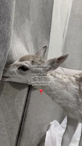 #غزال #غزال_الريم♥️♥️🦌 #محسن_المطارد #الرياض 