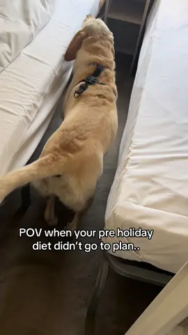 Someone didn’t quite fit in the caravan 😂 tight squeeze in the bedrooms!  #caravanlife #dogmom #funnytiktok #comedy #struggle 