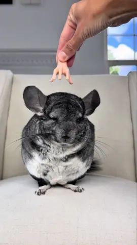 floof x thing 🫳🏻  #creatorsearchinsights #PetsOfTikTok #addamsfamily #funnyanimals 