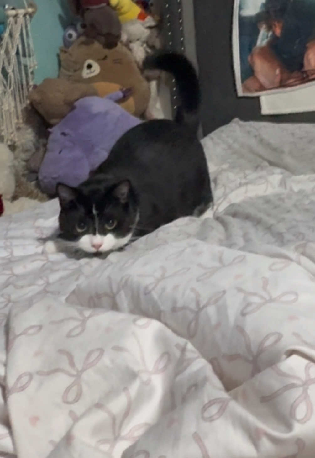 #funnyanimals #cute #hunting #fyp #tuxedocat 