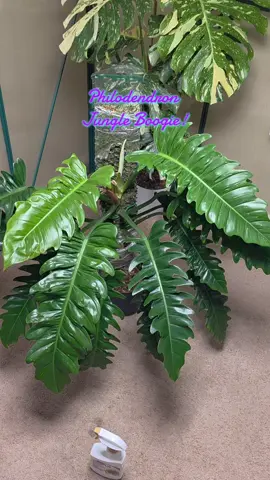 Philodendron.#plantsoftiktok #plantfam #jungle 