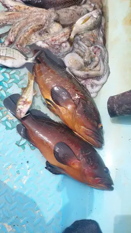#غوص_ف_أعماق_البحر #🐟🐬🐠🐡🐋🦈🦐🦑🦞🦀🐙🐟🐠🐡🐋🦈🐟🐬🐳 #شعب_الصيني_ماله_حل😂😂 