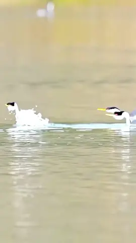#birds #jumping #funnyvideos #mustwatch #viralvideo 