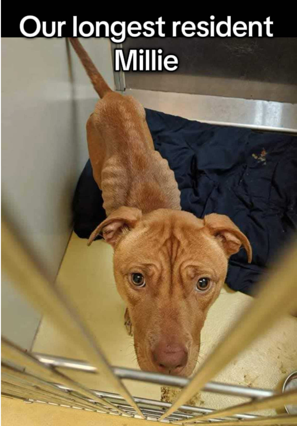 🐮Our longest resident Miss Millie. Her story goes back a long ways when she came to us as a starving puppy in 2019. She was unfortunately returned to us after 2 years! Millie has since been patently waiting on her furever home. We always try to remind her that it’s not her fault but sometimes you can see the defeat in her eyes. Millie is a 6 year old pitbull mix and one of the sweetest girls you’ll ever meet! She has the silliest zoomies and absolutely loves the jollyball and the flirt pole! She could play all day and is our very own soccer star! Miss Millie is such a sweet girl and a great cuddler. She absolutely loves exploring and would make an amazing hiking or running partner! She gives the best kisses and would love a furever soon! Please know it was not at all her fault and open your hearts to this girl. She needs to know a loving home is out there for her.  Forms link to adopt and foster https://www.alwaysandfurever.org/forms/  🥳Join us on September 20th 11-3 for a super fun 4 hour Facebook live fundraiser event!!  🔐The Little Gray Barn will be hosting a kennel lockup fundraiser for our lighthouses/ tiny homes going in at homestead east. Staff members and volunteers will be “locked up” with a dog or cat in their room and their bail will be set at $1000. We will go live the entire time and try to raise as much money as possible!   💡The Lighthouses are not kennels. They are quiet, climate-controlled sanctuaries designed for peace, consistency, and decompression. Each space offers soft music, a warm bed, a secure yard, and a calm environment where healing can begin. They are for the strays, the abandoned, the ones left behind—because they deserve more than survival. They deserve to thrive. 🌈The Lighthouses provide a space for animals to decompress and thrive outside a typical shelter setting. We will also be creating Lighthouses for cats, expectant dog and cat moms and those who recently gave birth to a litter. Join us to create a one of a kind space for animals in our care until we can find their furever homes! Link to donate:  https://www.zeffy.com/en-US/peer-to-peer/kennel-lock-in-fundraiser See our Amazon link for supplies that will help us promote this event!  https://www.amazon.com/hz/wishlist/ls/LBF806YH8947?ref_=wl_share