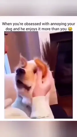 Cute dogs compilation  😂  #FurryFunny  #ViralPets  #PetHumor  #MemePets