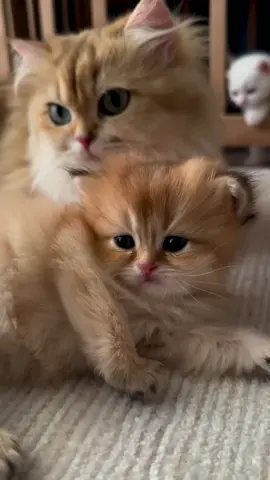 The beauty of cats 😍 #cat #cats #catsoftiktok #catlover #catlovers #fyp 