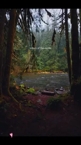 Mmmmmmm ❤️🫶🏻❤️🫶🏻❤️  #vibes #peaceful #forest #tree #naturevibes 