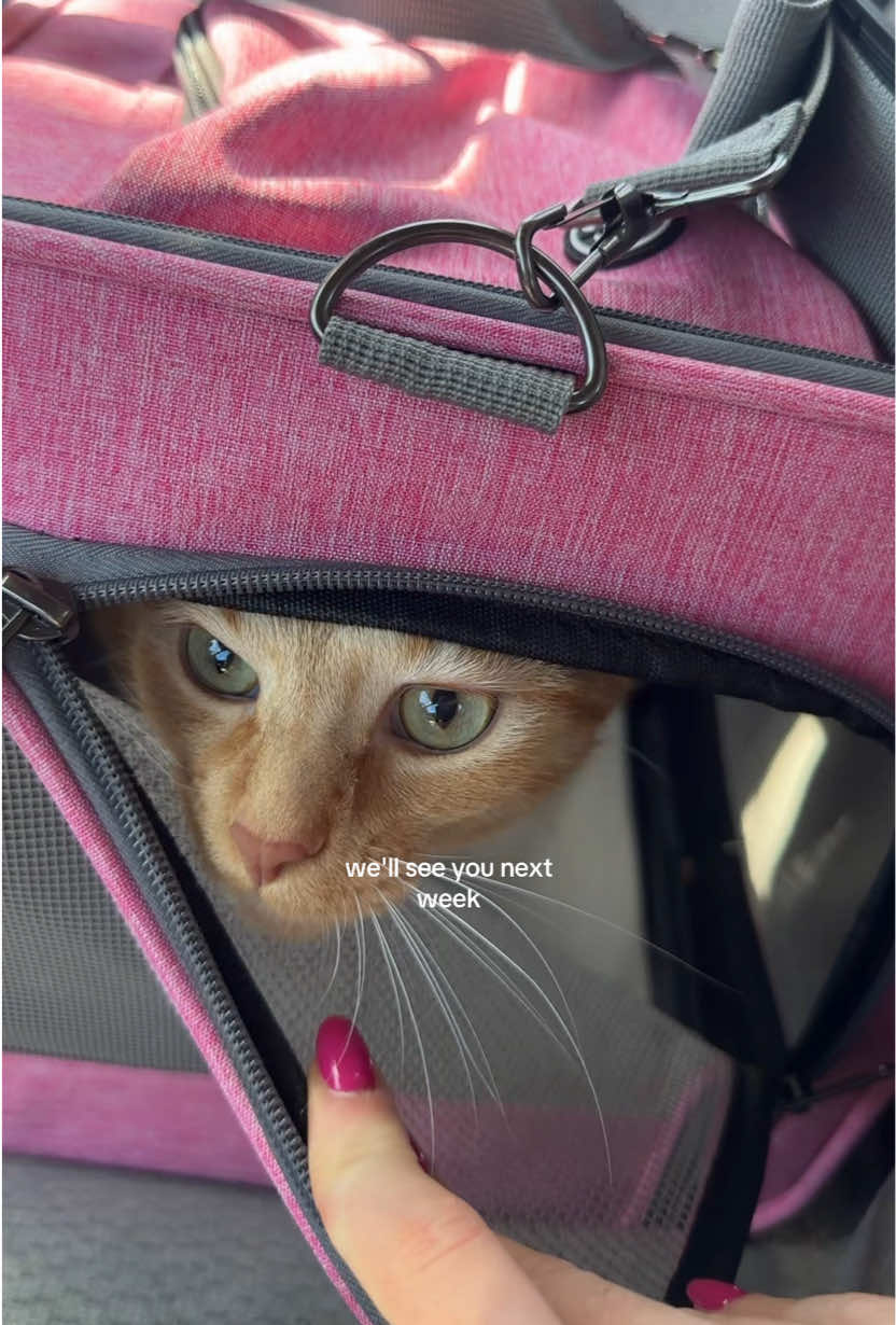 feels like I’m leaving a part of me behind 🐱🥺 this is going to make traveling in the future more complicated! Miss my baby Chloe, off to LA ✈️ 🌴 🌺 see you next Tuesday Chloe cat #catparent #catmom #orangecat #cats 